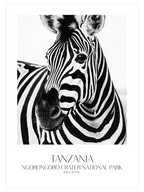 Zèbre De Tanzanie - Art Print