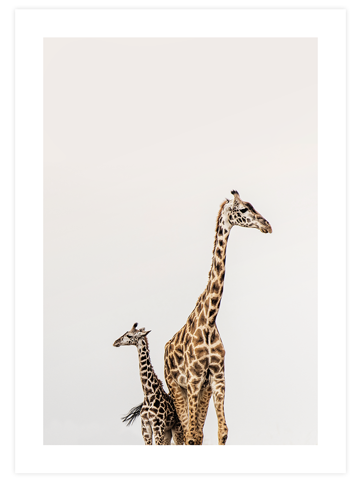 Zürafalar - Art Print Ürün ana görseli